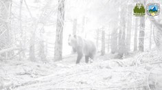 Hodně smutné foto: Medvěd si ukousal nohu z pytlácké pasti