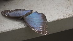 Botanická zahrada vystavila motýly. K vidění je jeden z největších na světě