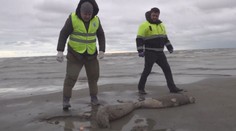 Kaspické moře vyplavilo přes dva tisíce mrtvých tuleňů, jde o ohrožený druh