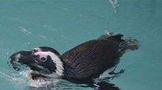 Zoo v Ústí poprvé ukázala vzácné tučňáky, v Česku je chová jediná