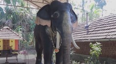 VIDEO: Staré tradiční rituály se mění. Hinduisté uctívají slony na elektriku