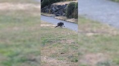 Po americkém městě pobíhá unikátní tvor. Jeho videa se stala virálními