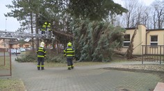 Na dítě v kočárku v Brně spadl strom, zemřelo. Vše řeší policisté