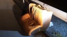 Muž si neupevnil náklad na vozíku. Na dálnici ztratil gauč