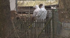 Rusko hlásí první případy přenosu nového typu ptačí chřipky na člověka