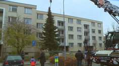 Smrk ze sídliště bude o Vánocích zdobit náměstí v Olomouci