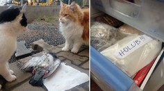 Mrtvolku si uložil do mrazáku! Muž pátrá po majiteli padlého holuba