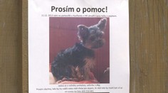 Pomozte při hledání psa! Majitelce ukradli čtyřnohého miláčka z auta!