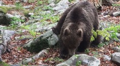 V Malé Fatře napadl medvěd sourozence. Muže kousl do nohy, skončil v nemocnici