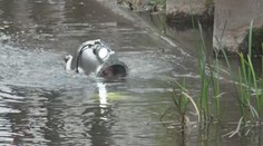 V Písku rekonstruují elektrárnu, celý den jsou u ní potápěči