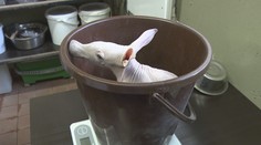 Vypadá jako prasátko, jeho příbuzný je slon! Pražská ZOO má nové lákadlo