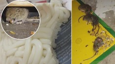 Inspektoři kontrolovali obchody. Našli v nich špínu i mrtvé myši. PŘEHLED