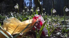 Vzácné bleduliště možná uzavřou. Návštěvníci květiny kradou a ničí