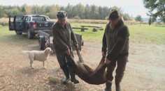 Na Českolipsku končí opatření zavedená kvůli africkému moru prasat