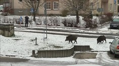 Jablonec bojuje s přemnoženými prasaty. Ztratila plachost a pobíhají po městě