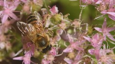 Čeští včelaři se potýkají s úhynem včelstev. Způsoben je především změnami počasí