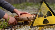 České houby jsou radioaktivní. Úřad řekl, co se vám stane, když je sníte
