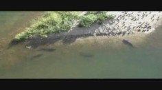 VIDEO: Tyhle zabijácké ryby loví na souši