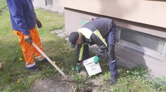 V Česku odstartovaly plošné deratizace potkanů. Hlodavci zamořili řadu měst