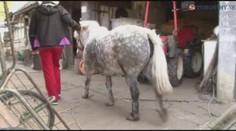 Mladíka nachytali u kobylky s kalhotami dole! Nic jsem s ní mít nechtěl, brání se