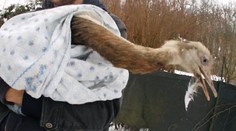 Strážníci přes hodinu "lovili" pštrosa na útěku, pomohla až síť. VIDEO