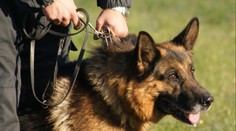Nešťastný incident při pátrání. Policejní pes zranil malé dítě