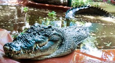 Zoo oplakává krokodýlího rekordmana. Cassiovi bylo 110 let a vážil tunu