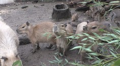 V pražské zoo se narodila mláďata kapybary. Budou k vidění jen pár měsíců