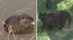 Boj o žrádlo! V Hradci Králové zakázali krmit kočky a nutrie