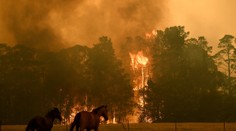 Peklo v Austrálii ohrožuje i zvířata. Lidé je zachraňují z hořících lesů