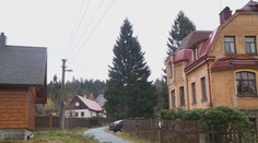 Praha už ví, jaký strom bude tento rok zdobit vánoční Staroměstské náměstí