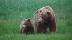 Tragédie v Polsku. Medvědice v lese rozsápala ženu, nebylo jí pomoci