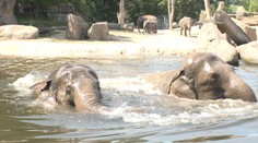 Zvířata v zoo kvůli vedru trpí. Špatně jsou na tom sloni i lední medvědi
