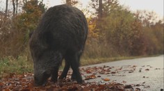 Boj proti nákaze se podařil. Česko je oficiálně bez afrického moru prasat