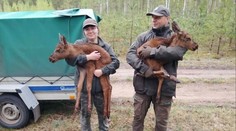 Losí mláďata přišla tragicky o matku. Reakce lesníků dojala veřejnost