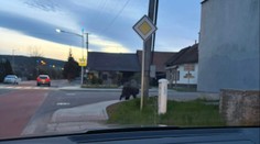 Na Valašsku měl po ulici pobíhat medvěd. Starosta vše pobaveně objasnil