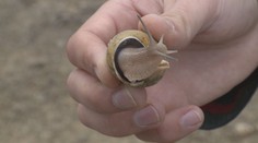Letošní sezóna přála chovatelům šneků. Češi jim přicházejí na chuť