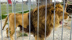 Tragédie ve slovenské zoo: Muž šel nakrmit lva. Šelma ho zabila
