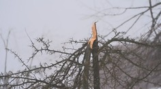 Námraza zlámala stromy v Krušných horách. Tohle jsme nezažili, tvrdí lidé