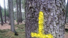 Pro houbaře a milovníky lesů: Co znamenají značky na stromech?
