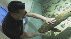 V Kalifornii mají 90 let starou akvarijní rybu. Je zřejmě nejstarší na světě
