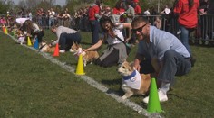 Téměř 200 corgiů poměřilo síly v běhu. Padl i český rekord