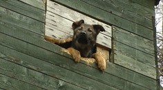 Rozkošného pejska uvěznili na posedu. Týden vydržel bez vody!