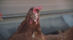 Češi stále častěji chovají slepice. Mohou za to hlavně drahá vajíčka