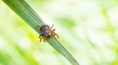 MAPY: Klíšťata už řádí! Letos bude jejich aktivita vysoká, varuje meteoroložka