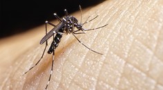Českem se šíří nebezpeční komáři. Přenáší horečku dengue i další nemoci