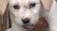 Kulíška někdo brutálně týral! Pomůžete mu najít nový domov?