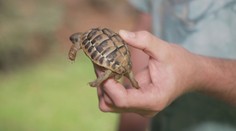 Terarista odchoval želvu se dvěma hlavami. Nyní se u něj vylíhla další hříčka přírody