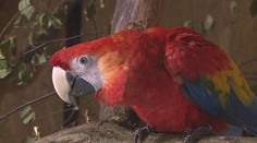 Zoologické zahrady se připravují na zimu, zvířata míří do vytápěných pavilonů