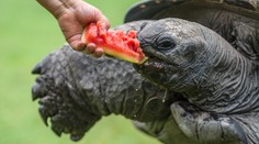 Krmení obřích želv v zoo: Je to fofr, když jde o jídlo! VIDEO